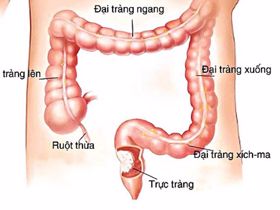 Vị trí đại tràng ở đâu? Cấu tạo, chức năng và các bệnh thường gặp